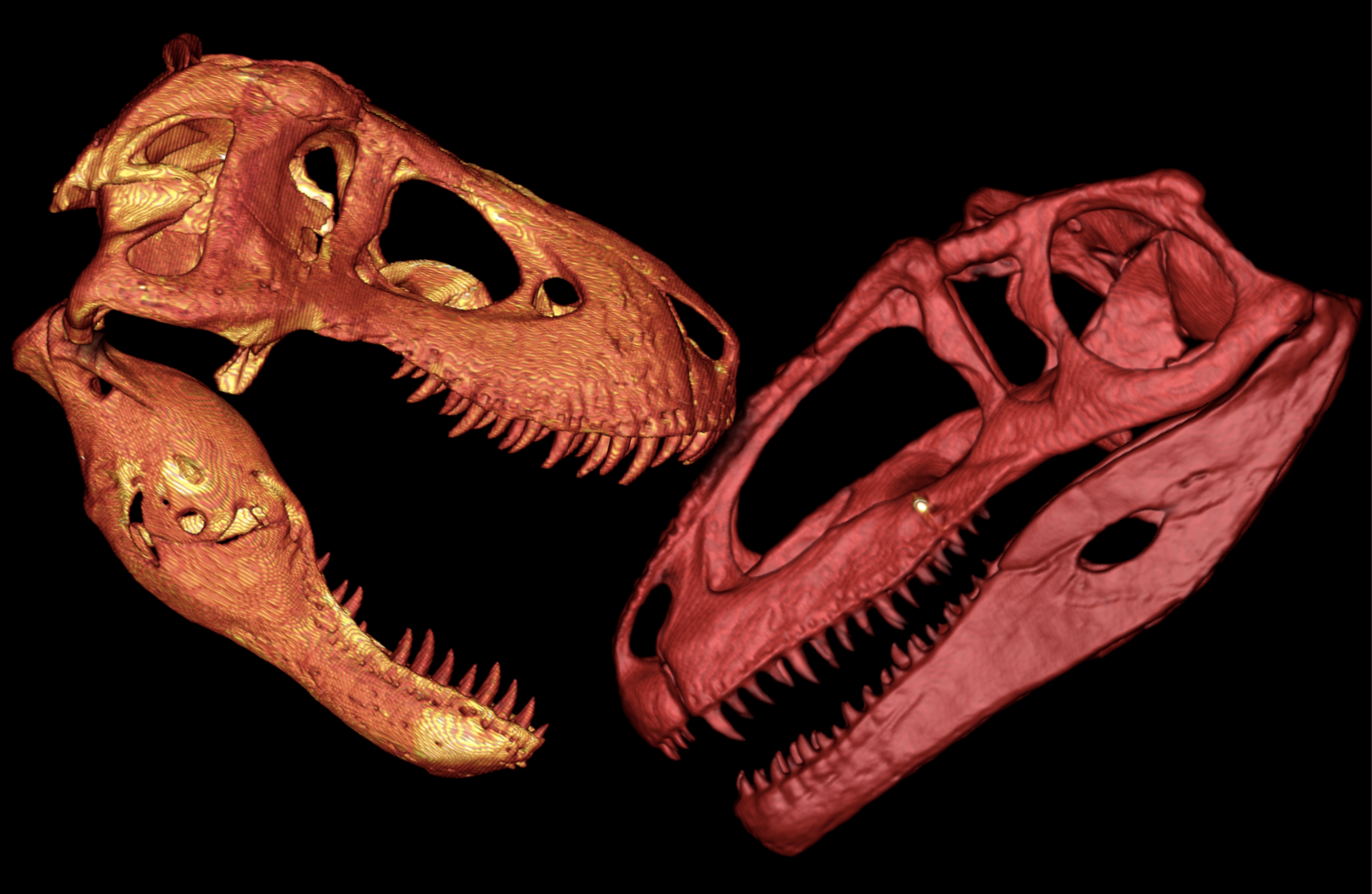 http://archosaurmusings.files.wordpress.com/2008/11/trex-giganotosaurus-comparison1.jpg
