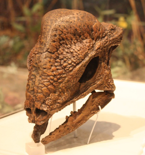 dinosaur head fossils