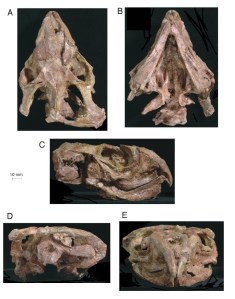 The skull of Fodonyx spenceri