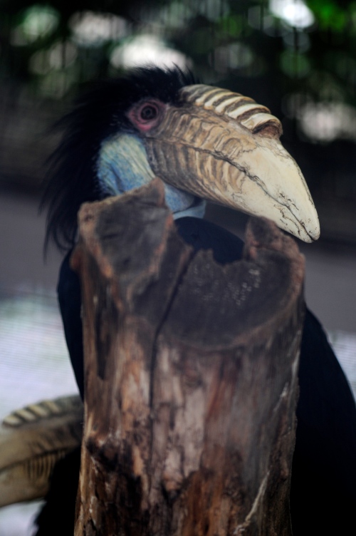 wreathed hornbill -52-16